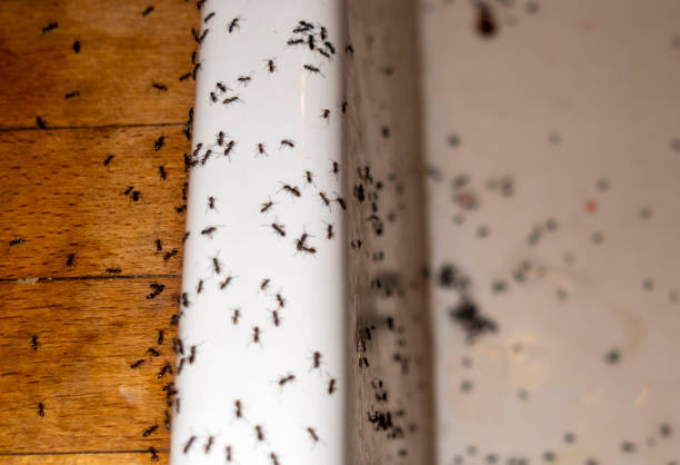 Flea Control Services in St Vincent College, PA